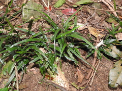 Asplenium attenuatum