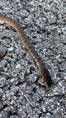 Masticophis flagellum flagellum