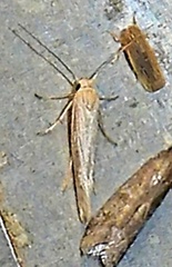 Scythrididae