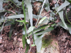 Asplenium attenuatum