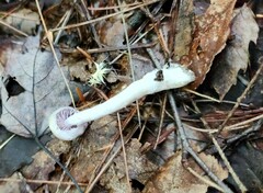 Cortinarius delibutus
