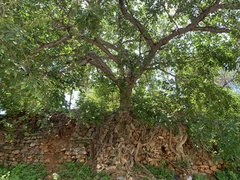 Ficus cotinifolia