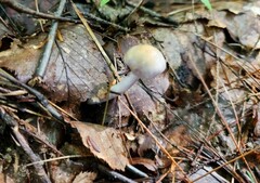 Cortinarius delibutus