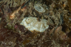 Goniobranchus epicurius
