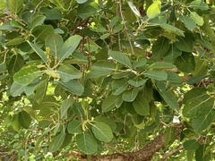 Ficus cotinifolia