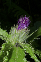 Cirsium brevistylum