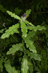 Cirsium brevistylum