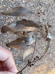 Eucalyptus microcarpa