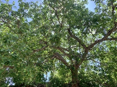 Ficus cotinifolia