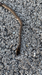 Masticophis flagellum flagellum