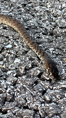 Masticophis flagellum flagellum