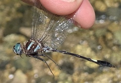 Brechmorhoga praecox