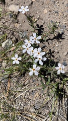 Phlox diffusa