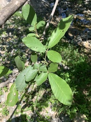 Vitex mollis