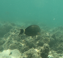 Acanthurus