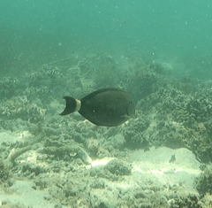 Acanthurus