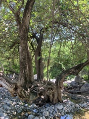 Vitex mollis