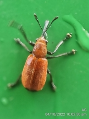 Pseudomesauletes