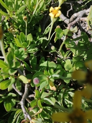 Othonna arborescens