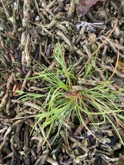 Juncus bufonius