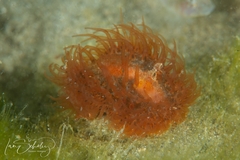 Madrella ferruginosa