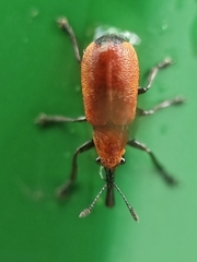 Pseudomesauletes