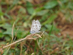 Leptotes plinius