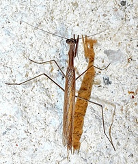 Oligonicella