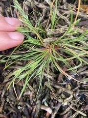 Juncus bufonius