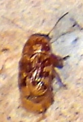 Pachybrachis turbidus