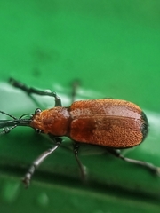 Pseudomesauletes