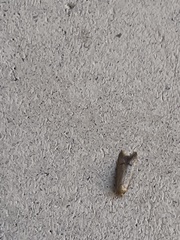 Tachystola hemisema