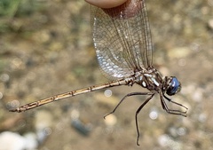 Macrothemis inacuta