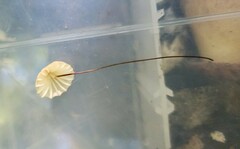 Marasmius pulcherripes