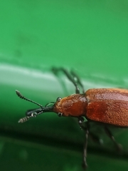 Pseudomesauletes