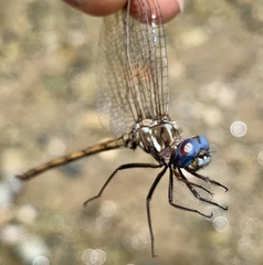 Macrothemis inacuta