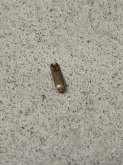 Tachystola hemisema
