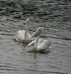 Pelecanus philippensis