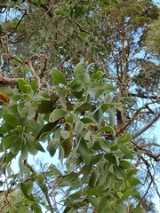 Melaleuca dealbata