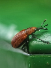 Pseudomesauletes