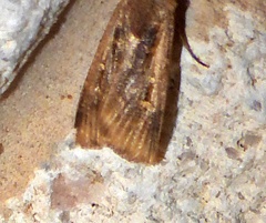Feltia subterranea