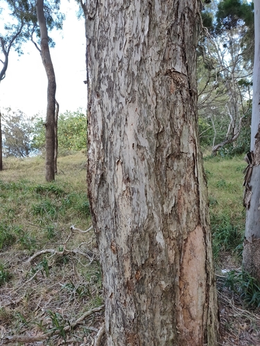 Image of Melaleuca dealbata by (c) Tony van Kampen, some rights reserved (CC BY)