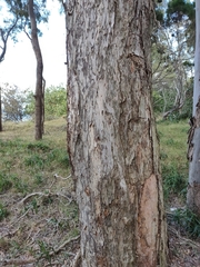 Melaleuca dealbata
