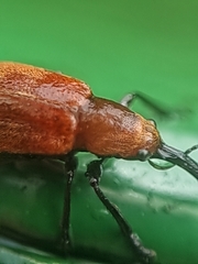 Pseudomesauletes