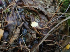 Marasmius pulcherripes