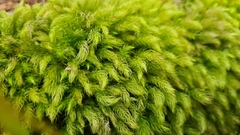 Pyrrhobryum spiniforme