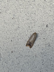 Tachystola hemisema