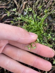 Isolepis levynsiana