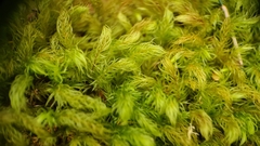 Pyrrhobryum spiniforme