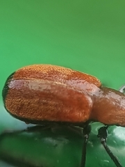 Pseudomesauletes